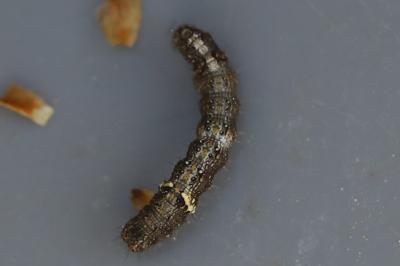 <i>Allophyes oxyacanthae</i>