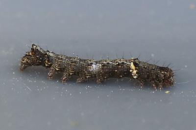 <i>Allophyes oxyacanthae</i>