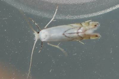 <i>Phyllonorycter harrisella</i>