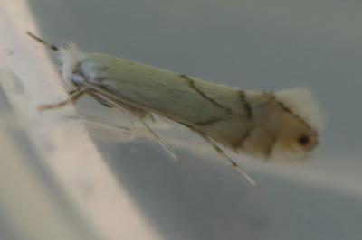 <i>Phyllonorycter harrisella</i>
