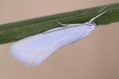 <i>Elachista argentella</i>