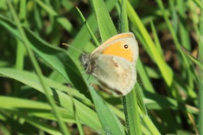 <i>Coenonympha pamphilus</i>