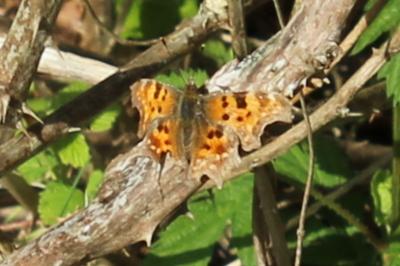 <i>Polygonia c-album</i>