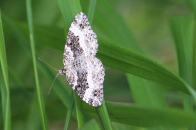 <i>Epirrhoe alternata</i>