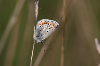 <i>Aricia agestis</i>