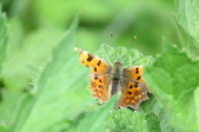 <i>Polygonia c-album</i>