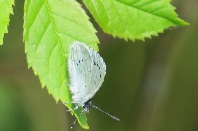 <i>Celastrina argiolus</i>