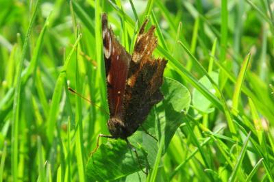 <i>Aglais io</i>