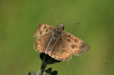 <i>Erynnis tages</i>