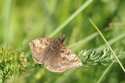 <i>Erynnis tages</i>