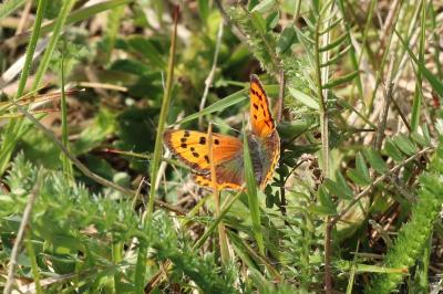 <i>Lycaena phlaeas</i>
