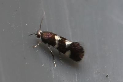 <i>Antispila petryi</i>