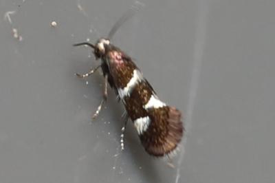 <i>Antispila petryi</i>