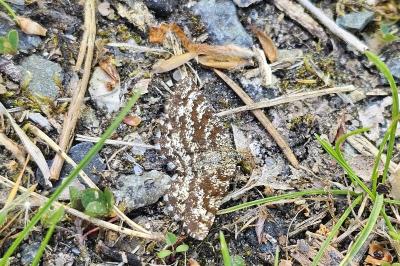 <i>Ematurga atomaria</i>