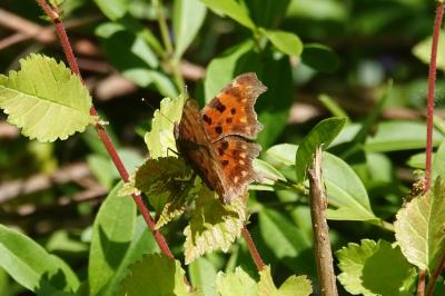 <i>Polygonia c-album</i>