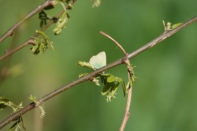 <i>Callophrys rubi</i>