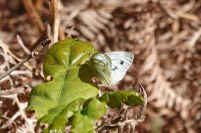 <i>Pieris napi</i>