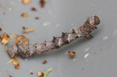 <i>Phigalia pilosaria</i>
