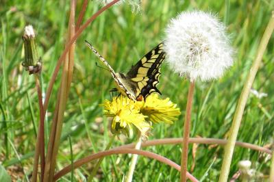 <i>Papilio machaon</i>