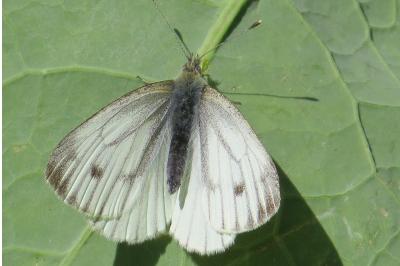 <i>Pieris napi</i>