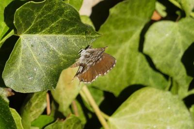 <i>Cacyreus marshalli</i>