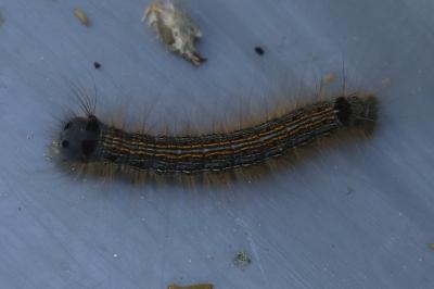 <i>Malacosoma neustria</i>