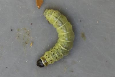 <i>Tortrix viridana</i>