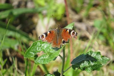<i>Aglais io</i>