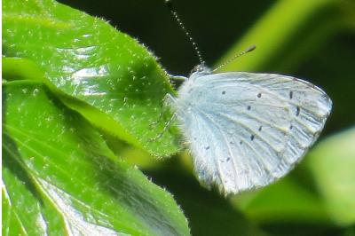 <i>Celastrina argiolus</i>