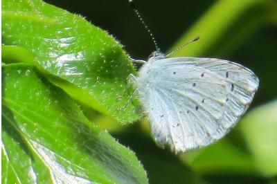 <i>Celastrina argiolus</i>