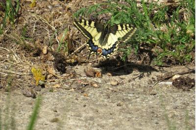 <i>Papilio machaon</i>