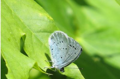 <i>Celastrina argiolus</i>