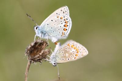 <i>Polyommatus icarus</i>