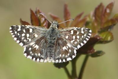 <i>Pyrgus malvae</i>