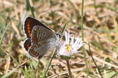 <i>Aricia agestis</i>