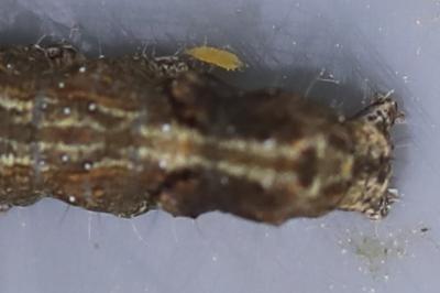 <i>Allophyes oxyacanthae</i>