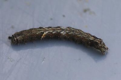<i>Allophyes oxyacanthae</i>