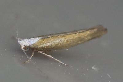 <i>Argyresthia arceuthina</i>