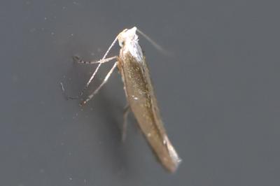 <i>Argyresthia arceuthina</i>