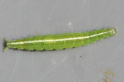 <i>Ypsolopha scabrella</i>
