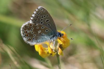 <i>Lysandra bellargus</i>