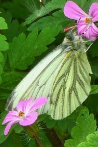 <i>Pieris napi</i>