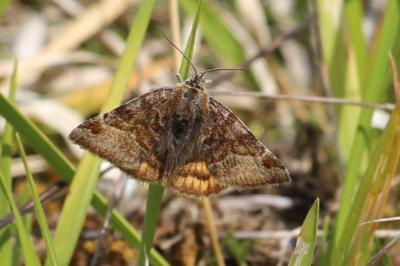 <i>Euclidia glyphica</i>