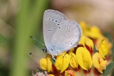 <i>Cupido minimus</i>