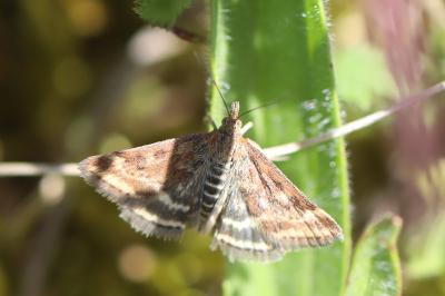 <i>Pyrausta despicata</i>