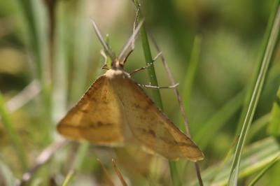 <i>Aspitates ochrearia</i>