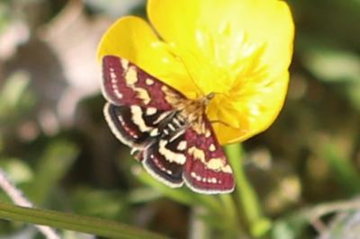 <i>Pyrausta purpuralis</i>