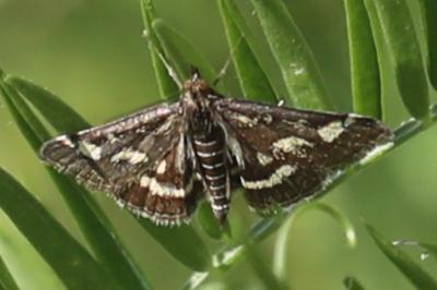 <i>Pyrausta purpuralis</i>