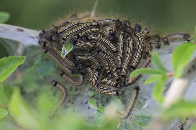 <i>Malacosoma neustria</i>