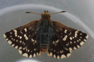 <i>Spialia sertorius</i>